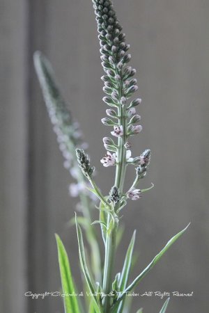 画像5: リシマキア　エフェメルム　12cmポット