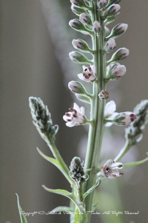 画像6: リシマキア　エフェメルム　12cmポット