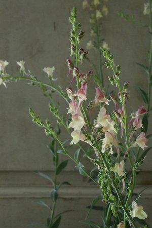 画像8: リナリア　アプリコットチャーム