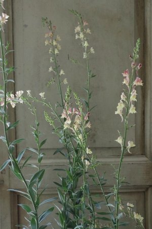 画像11: リナリア　アプリコットチャーム