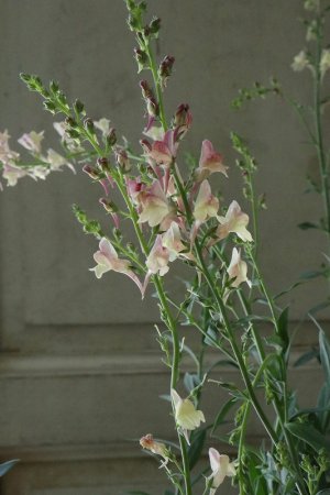 画像4: リナリア　アプリコットチャーム