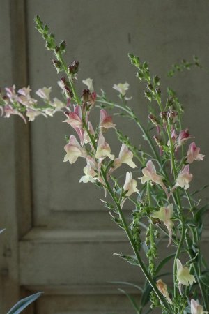 画像7: リナリア　アプリコットチャーム