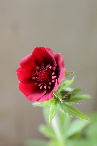 特選❣️百年に一度の花\"双頭蓮\"リビアングラス入り♡モルダバイトブレス 特選❣️百年に一度の花 双頭蓮 リビアングラス入り