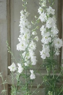 他の写真2: 八重咲きラクスパー　カンヌホワイト