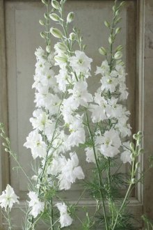 他の写真3: 八重咲きラクスパー　カンヌホワイト