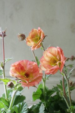Flower - Jardin de Violettes (Page 19)
