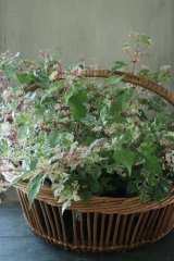 斑入り野葡萄