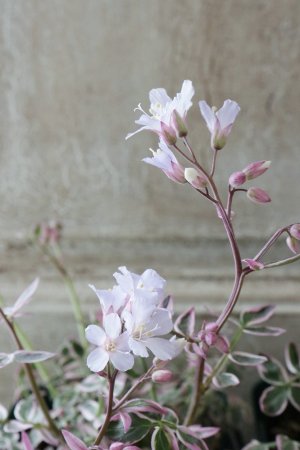 画像5: ポレモニューム "タッチ オブ クラス" 11cmポット