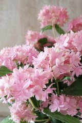 山紫陽花 "マルルー ピンク" 12cmポット
