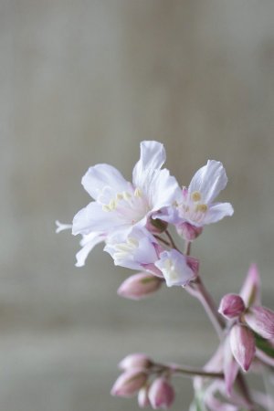 画像7: ポレモニューム "タッチ オブ クラス" 11cmポット