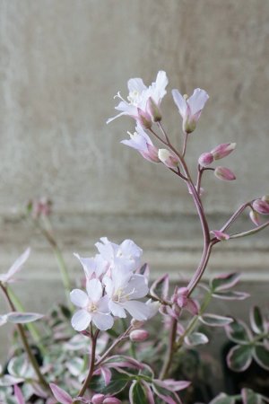 画像4: ポレモニューム "タッチ オブ クラス" 11cmポット