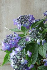 山紫陽花 "藍姫" 12cmポット