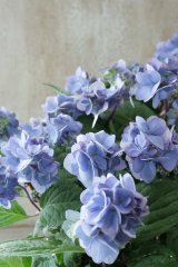 山紫陽花 "九重麗華" 12cmポット