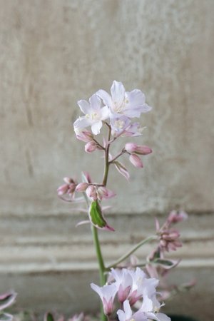 画像3: ポレモニューム "タッチ オブ クラス" 11cmポット