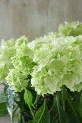 山紫陽花 "白扇" 12cmポット