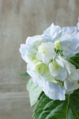 山紫陽花 "八重甘茶 ブルー" 12cmポット
