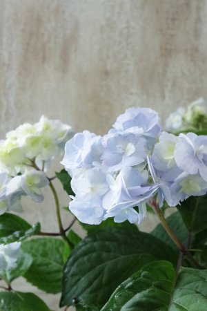 画像3: 山紫陽花 "八重甘茶 ブルー" 12cmポット