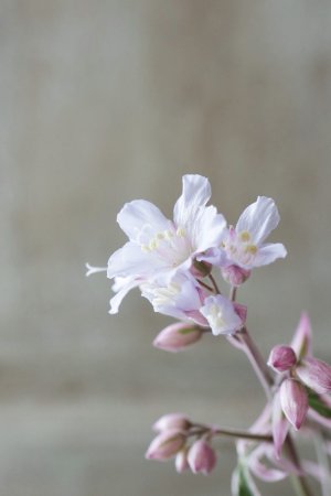 画像8: ポレモニューム "タッチ オブ クラス" 11cmポット