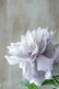 画像5: 八重咲きクレマチス "墨絵" 17cmポット
