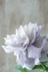 画像4: 八重咲きクレマチス "墨絵" 17cmポット