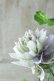 画像9: 八重咲きクレマチス "墨絵" 17cmポット