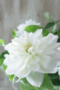 八重咲きクレマチス "雪の粧" 17cmポット
