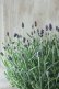 画像7: 四季咲き性イングリッシュラベンダー "アロマティコ ブルー" 15cmポット