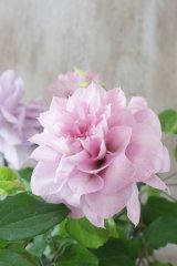 八重咲きクレマチス "ゆいか" 18cmポット ~再入荷しました!~