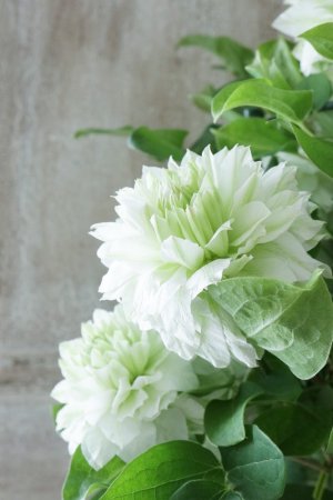 画像5: 八重咲きクレマチス "こはな" 18cmポット