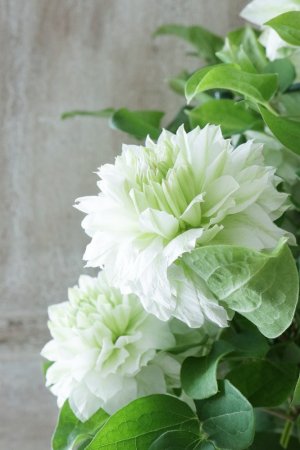 画像4: 八重咲きクレマチス "こはな" 18cmポット