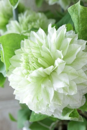 画像9: 八重咲きクレマチス "こはな" 18cmポット