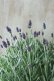 画像5: 四季咲き性イングリッシュラベンダー "アロマティコ ブルー" 15cmポット