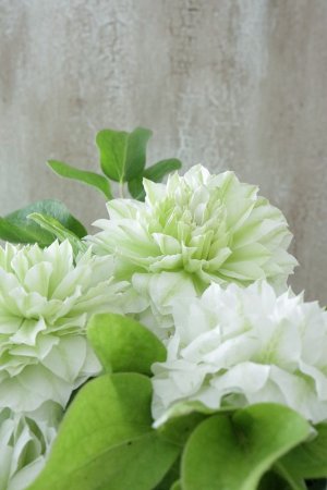 画像3: 八重咲きクレマチス "こはな" 18cmポット