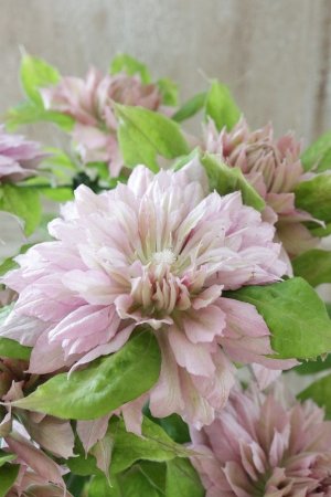 画像11: 八重咲きクレマチス "はるうらら" 17cmポット