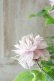 画像5: 八重咲きクレマチス "春姫" 18cmポット