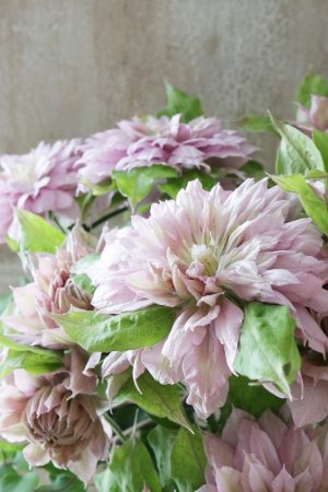 画像5: 八重咲きクレマチス "はるうらら" 17cmポット