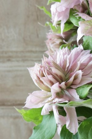 画像9: 八重咲きクレマチス "はるうらら" 17cmポット