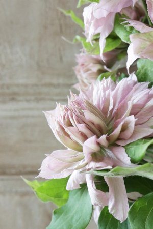 画像8: 八重咲きクレマチス "はるうらら" 17cmポット