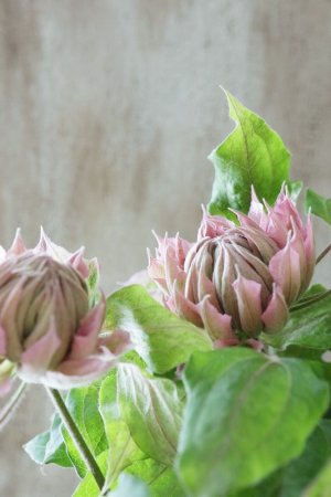 画像15: 八重咲きクレマチス "はるうらら" 17cmポット