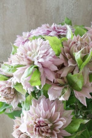 画像7: 八重咲きクレマチス "はるうらら" 17cmポット