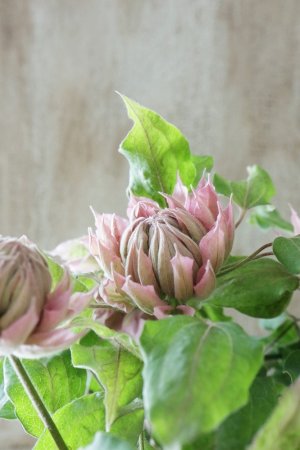 画像12: 八重咲きクレマチス "はるうらら" 17cmポット