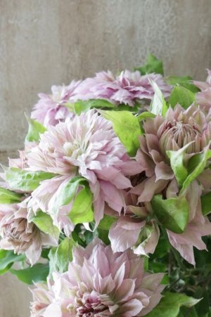 画像6: 八重咲きクレマチス "はるうらら" 17cmポット