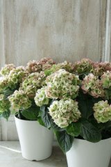 秋色山紫陽花 "伊予獅子てまり” 15cmポット