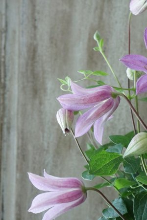 画像6: クレマチス "ミニベル" 17cmポット