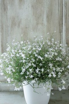 宿根ロベリア ホワイトエール 17cmポット Jardin De Violettes 宿根ロベリア ホワイトエール 17cmポット Jardin De Violettes
