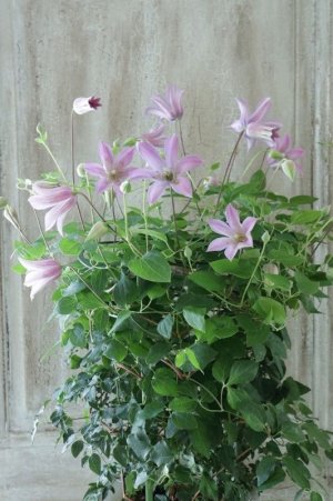 画像9: クレマチス "ミニベル" 17cmポット