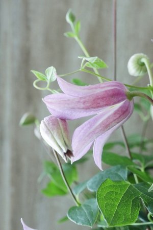 画像4: クレマチス "ミニベル" 17cmポット