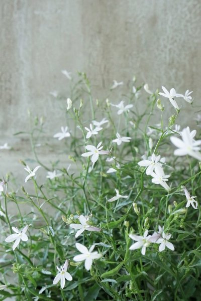 Flower - Jardin de Violettes (Page 3)