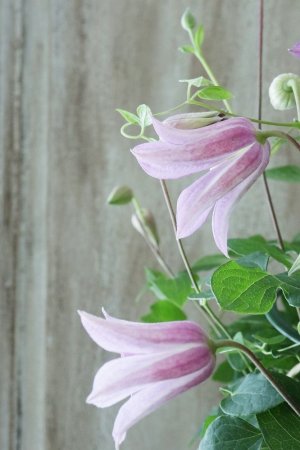 画像8: クレマチス "ミニベル" 17cmポット