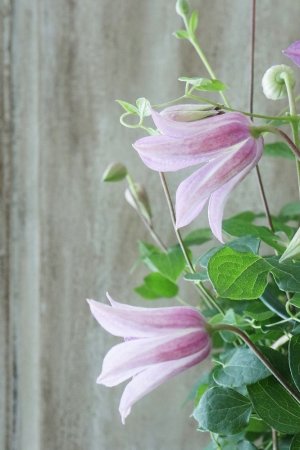 画像7: クレマチス "ミニベル" 17cmポット